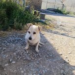 سگ خارجی نژاد پا کوتاه