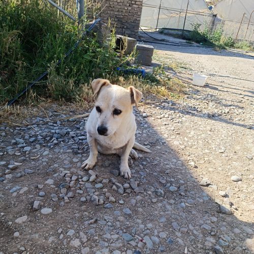 سگ خارجی نژاد پا کوتاه