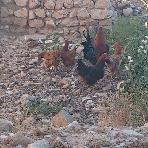 یک عدد خروس جنگی