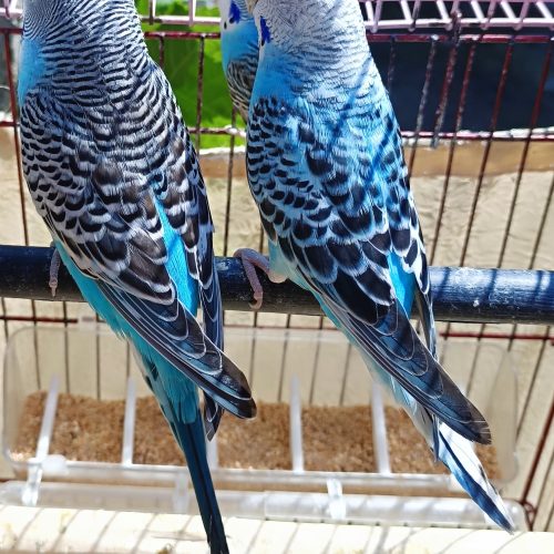 فروش یک جفت مرغ عشق