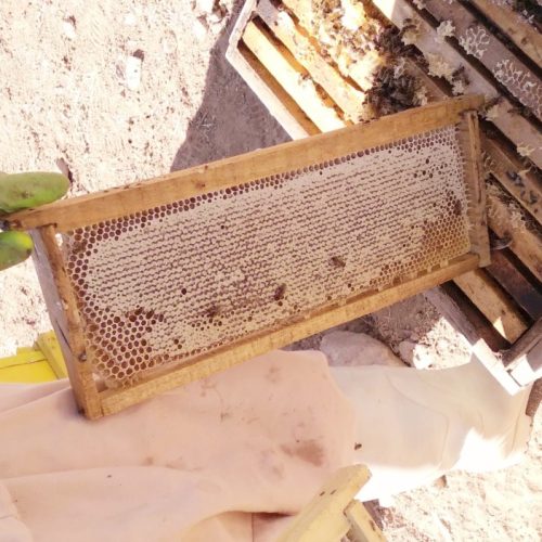 عسل طبیعی مسمّا. عرضه مستقیم از زنبور دار