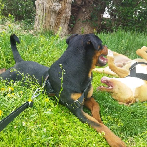 روتوایلر اصیل المانی