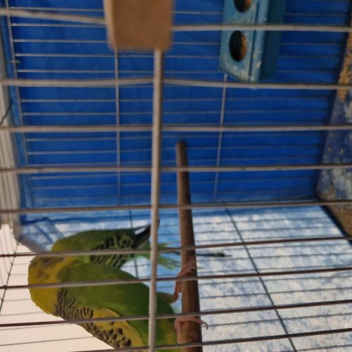 فروش یک جفت مرغ عشق به همراه یک عدد جوجه