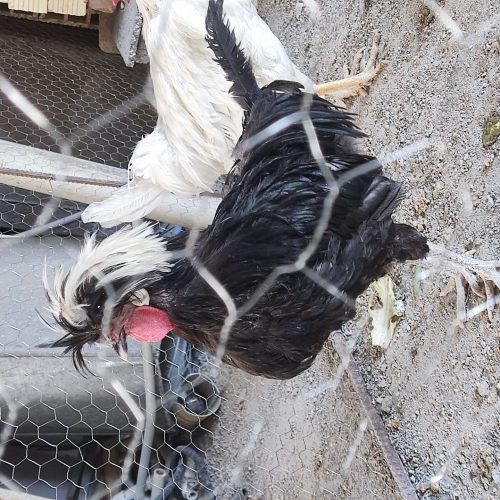 خروس سلطان و لهستانی