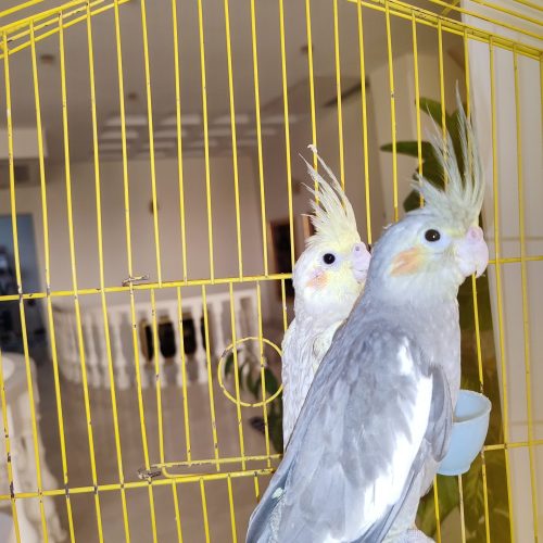 عروس هلندی جفت 2ماهه