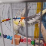 یک جفت عروس هلندی