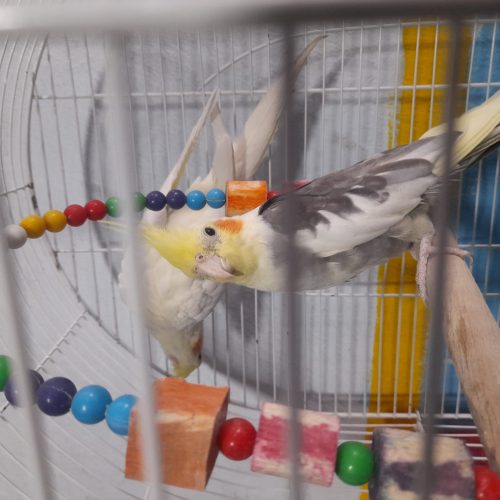 یک جفت عروس هلندی