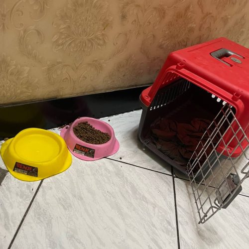 گربه پرشین گارفیلدی