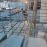 یک عدد مرغ مینا