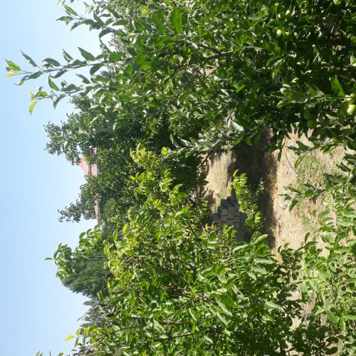 فروش یک قطعه باغ