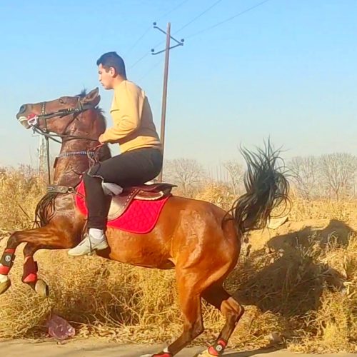 مادیان سواری