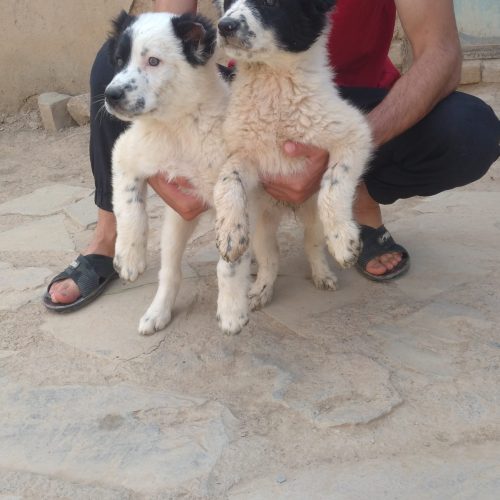 توله‌سگ 2عدد‌توله‌نر‌2ماهه‌‌جفت نژاد‌قهدریجانی