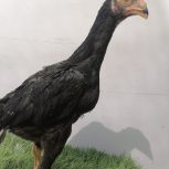 تعدادی جوجه اوشامو اصیل ی تیغ مشکی