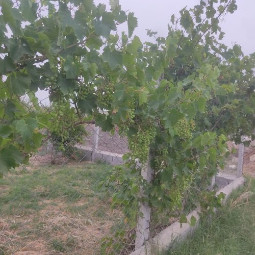 فروش زمین باغ