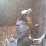 یک رس گاو و گوساله