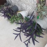 گل اپارتمانی