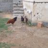 مرغ و خروس محلی