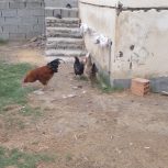 مرغ و خروس محلی