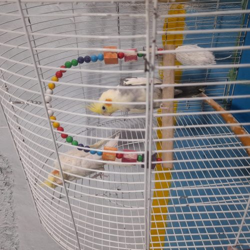 یک جفت عروس هلندی