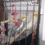 فروش پرنده توافقی