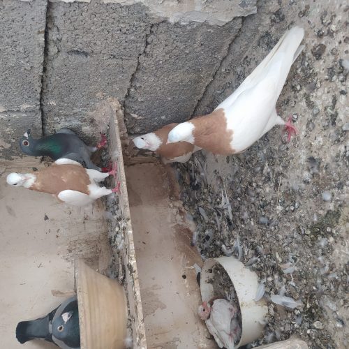 سه طوقی زرد به شرط