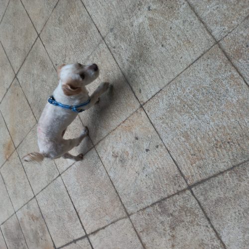 واگذاری سگ سالم بدون مریضی