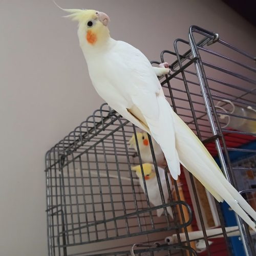 عروس هلندی لوتینو 4ماهه