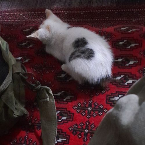 واگذاری بچه گربه