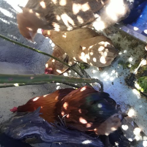 مرغ کرچ .دوعدد لاری .برهما بوف وتعدادی دیگر