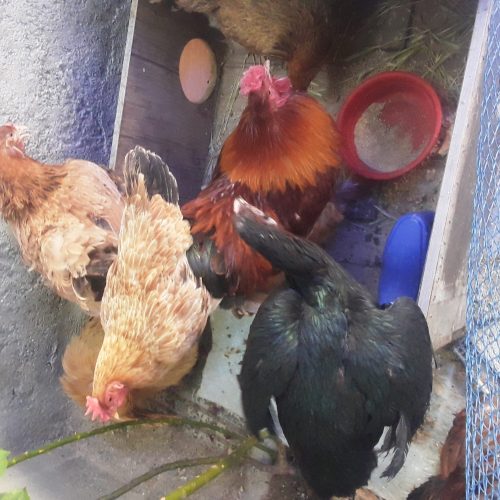 مرغ کرچ .دوعدد لاری .برهما بوف وتعدادی دیگر