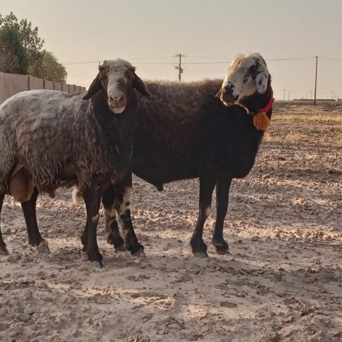 دوعددقوچ جوان ب شرط