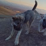 سگ پژدر عراقی ماده 1 ساله