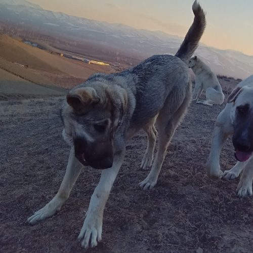 سگ پژدر عراقی ماده 1 ساله