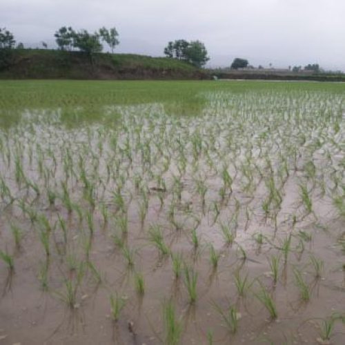 فروش زمین کشاورزی