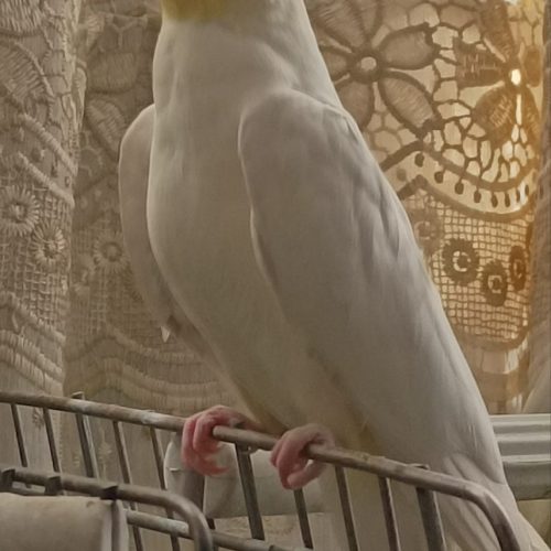 جفت عروس هلندی لوتینومولد