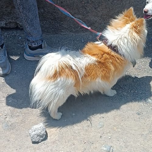 واگذاری پامر نر