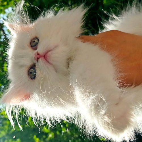 پرشین سفید چشم ابی