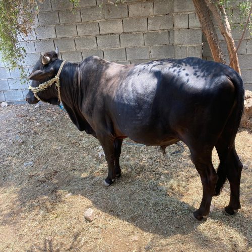 گاونرفروشی 2سال