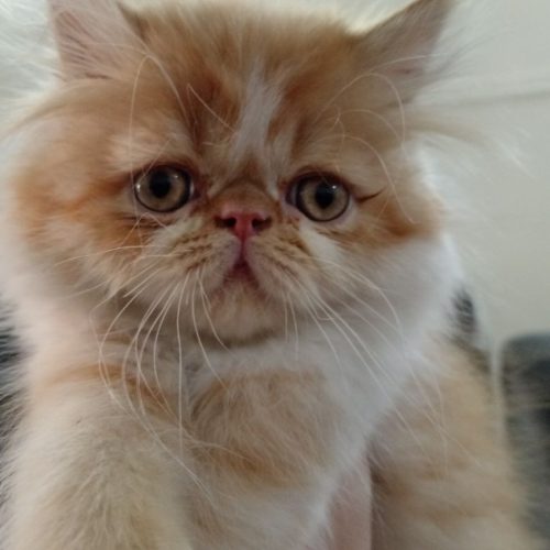 گربه پرشین گارفیلدی