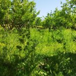 باغی به مساحت 1700متر به قیمت 800000000