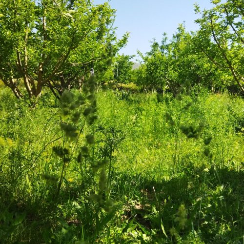 باغی به مساحت 1700متر به قیمت 800000000