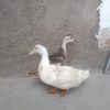 دوتااردک ماده تخم گذار