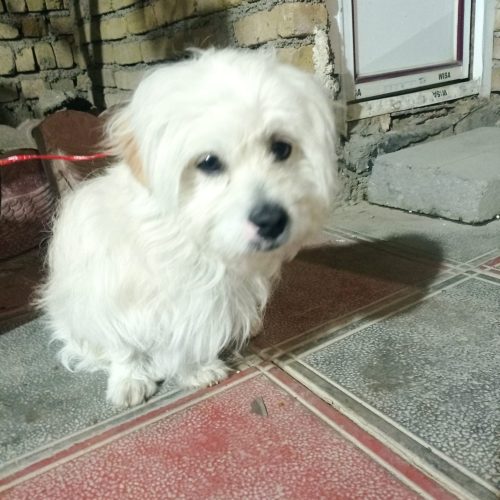 سگ پاکوتاه واکسن خورده شناسنامه دار