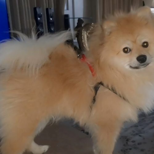 پامر اشپیتز نر