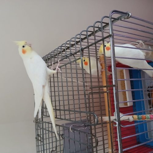 عروس هلندی لوتینو 4ماهه