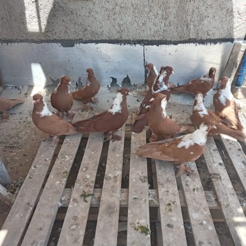 کبوترککیلی