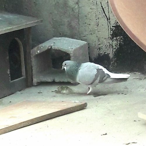 ندوماده بدرنگ اصیل اصفهان صفت وظال