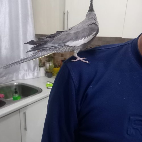 عروس هلندی ماده