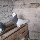 طوقی مشکی،کاکلی،ماده،جوانه،درشت،سالم،