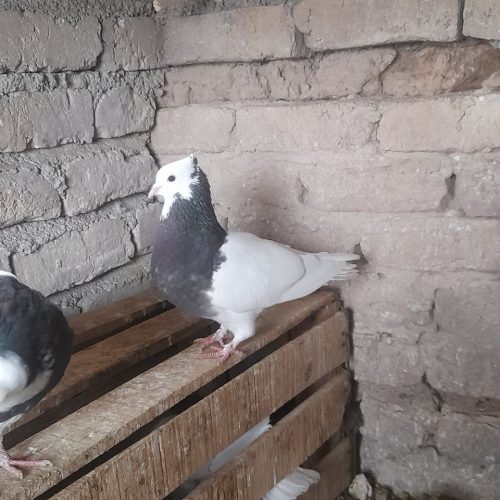 طوقی مشکی،کاکلی،ماده،جوانه،درشت،سالم،